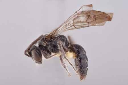 [Nesosphecodes cubicola male (lateral/side view) thumbnail]